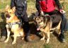 DSHN Dauerpflegehund seit 27.02.2016 (Danco 12 Jahre)